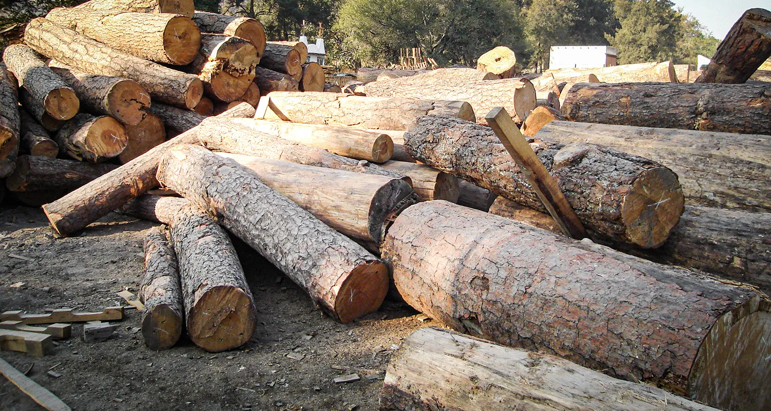 Madera de pino